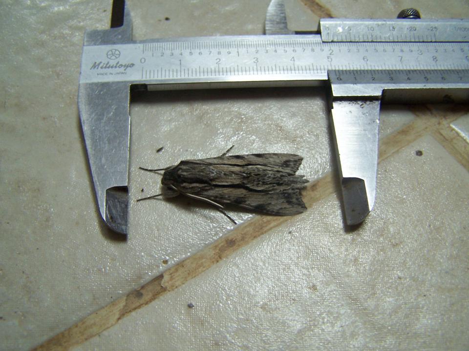 FIGURE 7 FIGURE 7